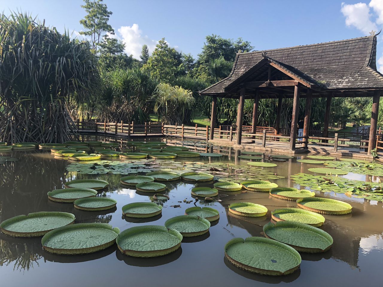 中过客-学院西双版纳热带植物园-勐仑植物园