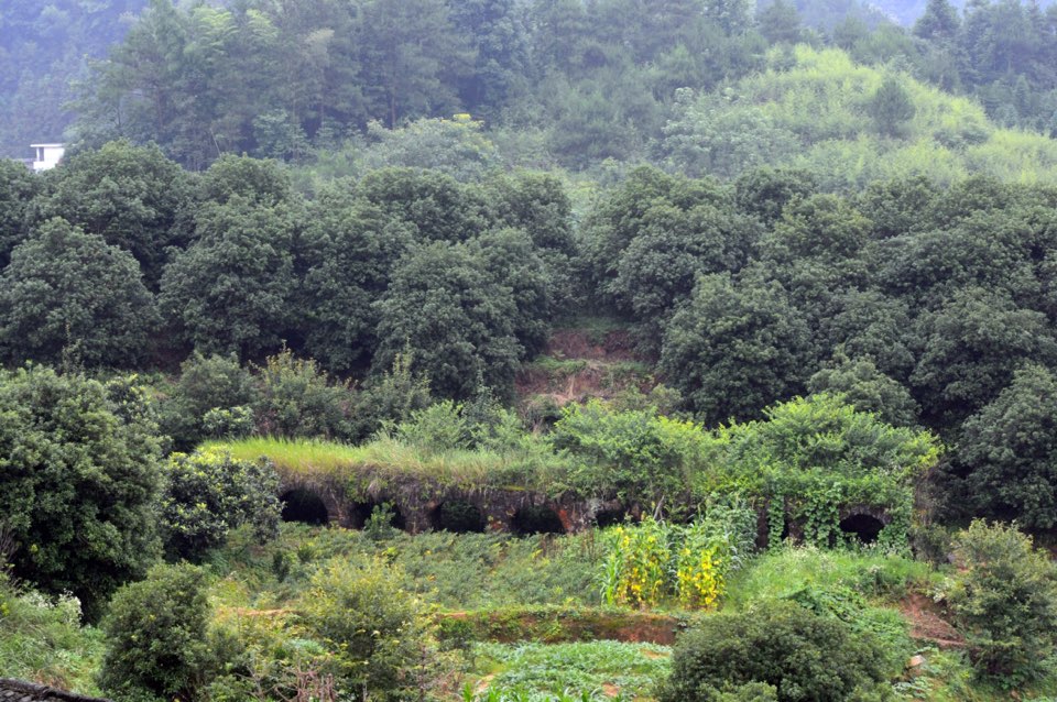 桂山村摘杨林