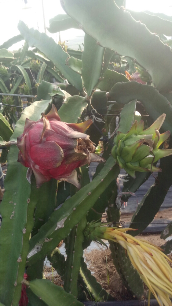 红豫火龙果采摘园