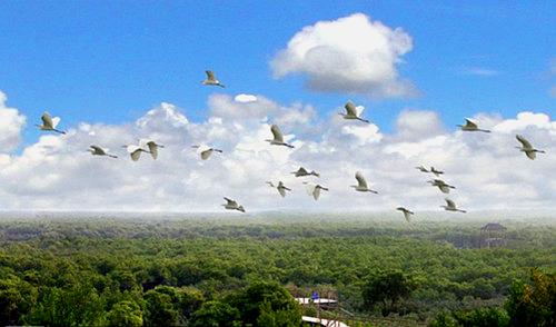 北仑河口国家级自然保护区