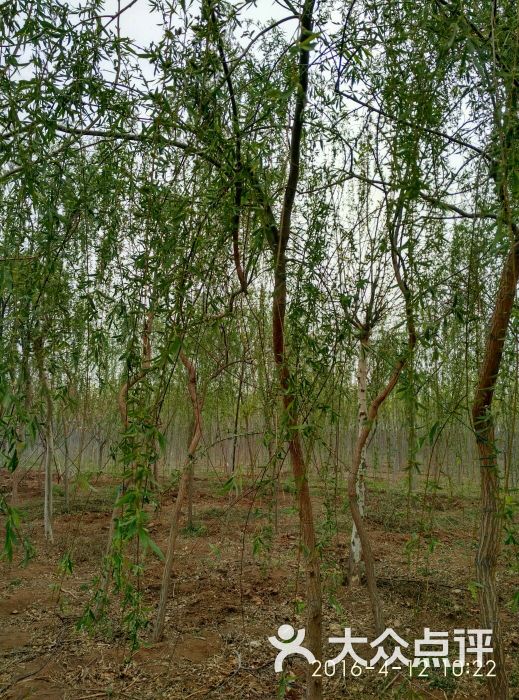 邯郸市百草园花木中心