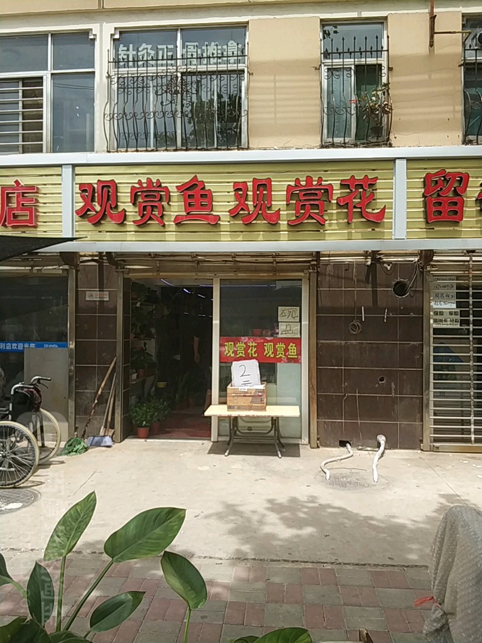 观赏鱼观赏花