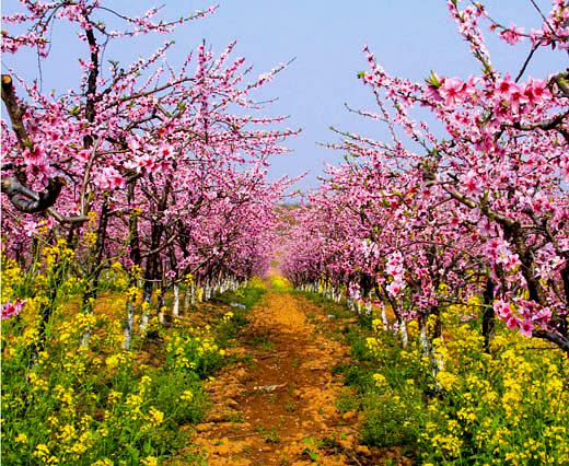 桃花园品种区
