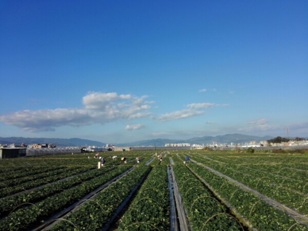 玉溪希望草莓园