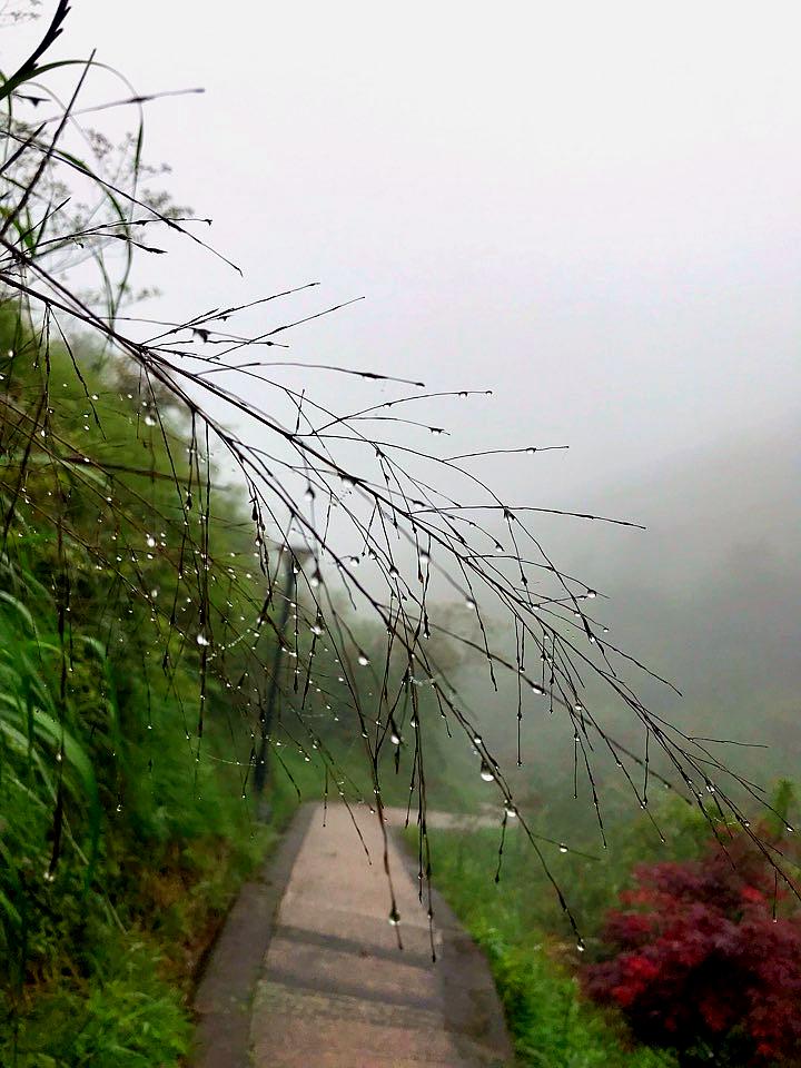 芙蓉病山森林公园