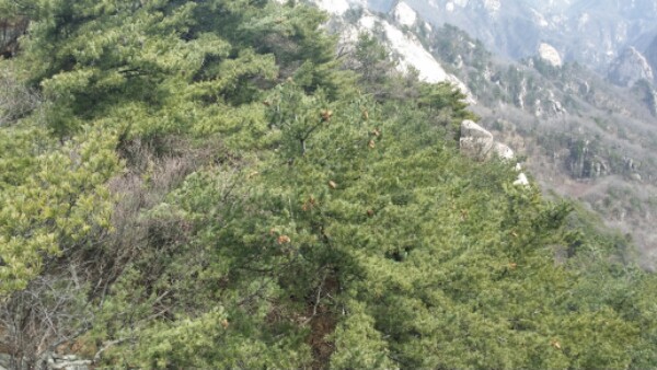 平顶山市鲁山县尧山镇西竹园村尧山风景区