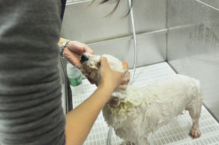 狗狗生活(中山朗晴轩店)