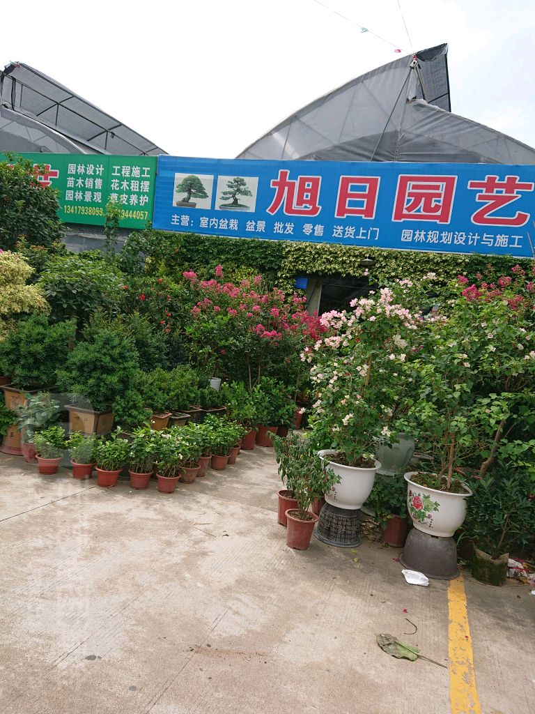 旭日园艺(格馨花卉世界店)