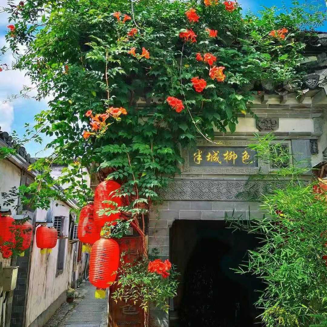 黄山半城柳色客栈
