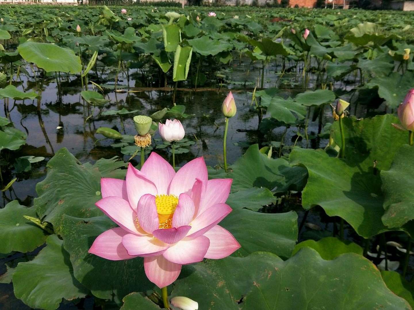 抚仙湖鼎逸客栈