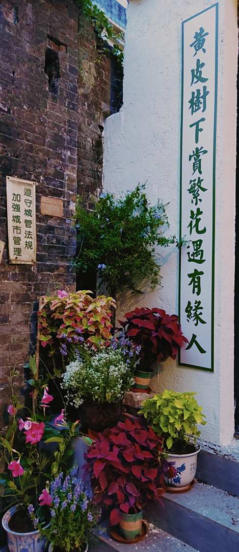 佛山黄皮树下青年旅舍