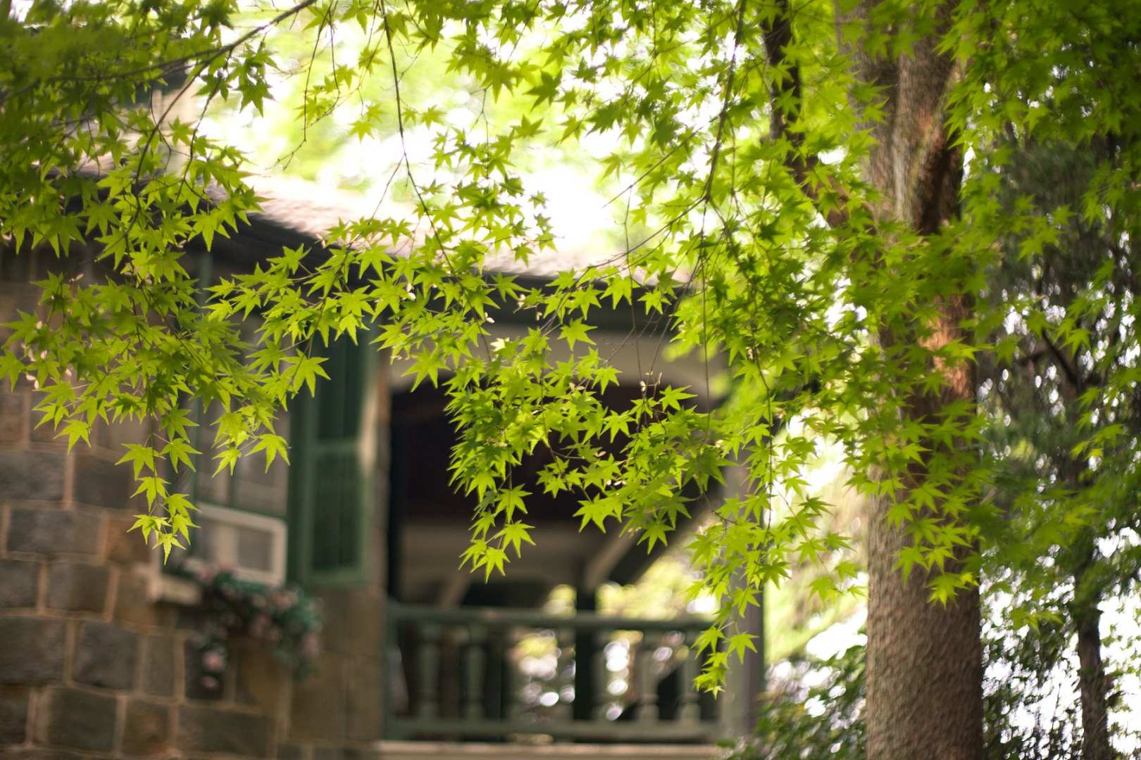 莫干山枫鹃谷别墅