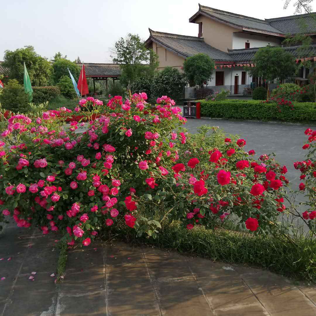 阆中向家院子农家乐